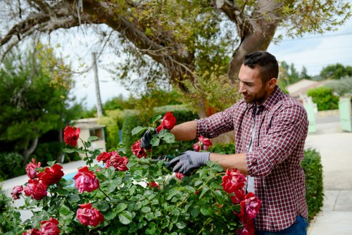 Overgrown garden cleared in Grove Park