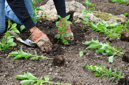 Green waste removal during Grove Park garden clearance