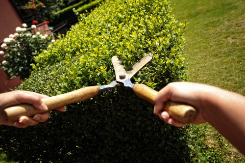 Tree pruning and crown maintenance in a Grove Park garden