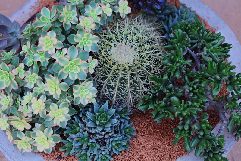 Garden yard