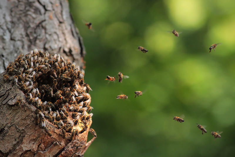 garden maintenance hedge trimming