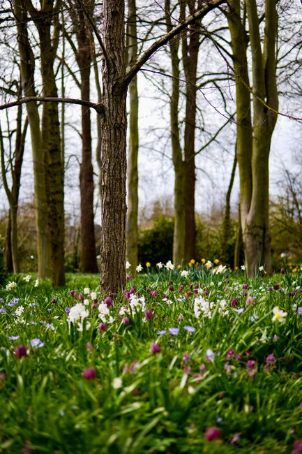 A serene garden scene featuring a patch of vibrant spring flowers, including purple crocuses, white daisies, and yellow blooms, grow densely in the foreground with lush green grass. Behind these flowe